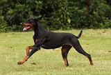 DOBERMANN 1227